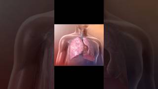 3D animation of human respiratory system anatomy physiology foryou medicinestudent animation [upl. by Gregory]