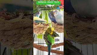 Tweeting Tales amp Chirpy Budgies Conversation 🐤💖🐦 [upl. by Irwin]