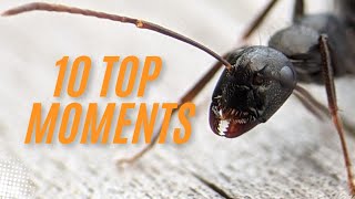 10 Top Moments in my 10 Months of Antkeeping [upl. by Terrene783]