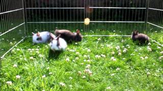 Lionhead Baby Rabbits 5 weeks old [upl. by Wailoo]