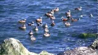 Barnegat Inlet Winter Waterfowl  HD VIdeo [upl. by Chrysa]