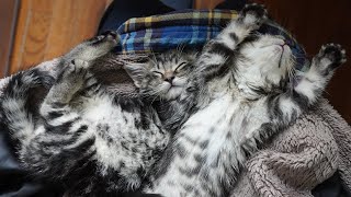 How to foster kittens with swimmer syndrome [upl. by Aynodal]