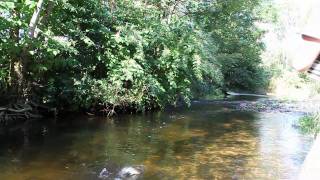 Pêche à la mouche sur les rivières sauvages des vosges saonoises [upl. by Erehs]