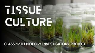 Tissue Culture class 12 biology investigatory project  biologyproject  biologyclass12 [upl. by Terese]