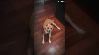 His tail 🥹❤️ doglife staffies pets happydoggy puppy [upl. by Ainessej]