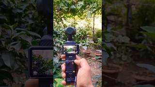 Dji Osmo Pocket 3 At 1080p  Garden Shorts dji osmo djiosmopocket3 photography video [upl. by Orozco]