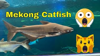 Mekong Giant Catfish Aquarium [upl. by Ause426]