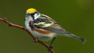 Birding Warblers [upl. by Dudley16]