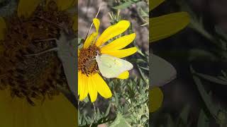 Colias often called clouded yellowsButterfliesinsectspecies insectshorts butterfliesoftheworld [upl. by Camala739]