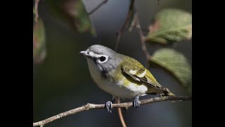 Three Texas Vireos [upl. by Maurice]