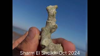 Sharm El Sheikh  October 2024 [upl. by Aubrette667]