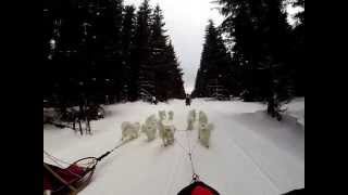 Long distance race Trans Thüringia 2015  with Samoyeds 1Video [upl. by Eelyab]