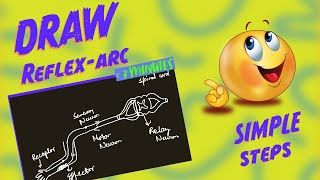 HandDraw the Reflex Arc Easy StepbyStep Tutorial [upl. by Brendon]