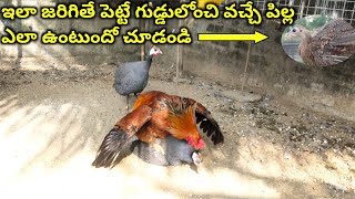 Guineafowl hen and chicken rooster  Young farmer A to Z Telugu [upl. by Anitteb311]