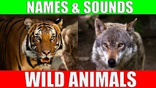 Wild Animals Names and Sounds for Kids to Learn  Learning Wild Animal Names and Sounds for Children [upl. by Marie-Jeanne726]