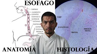 Anatomia e Histologia del Esofago ¿Como se ve al microscopio [upl. by Gorski121]