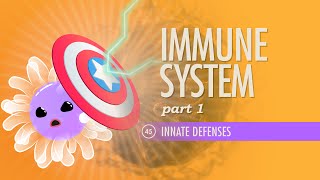 Immune System Part 1 Crash Course Anatomy amp Physiology 45 [upl. by Ahsikel444]