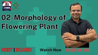 Morphology of Flowering Plants I 11 CLASS NCERT BASED I NEET BASED Morphology of Flowering Plants [upl. by Mariana119]