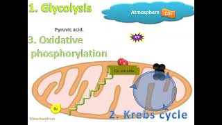 Cellular Aerobic respiration animation of process Grade 11 [upl. by Jock]