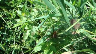 Raft spider Dolomedes fimbriatus [upl. by Rame981]