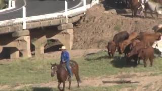 EIDSVOLD CATTLE DRIVE 2016 [upl. by Jeddy889]