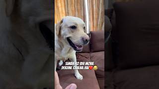 Simba Bhi Jayega😂❤️ doglover minivlog dogshorts ytshorts labrador [upl. by Udelle]