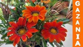 Gazania Cuidados y características eljardindechelita [upl. by Eitirahc]