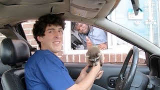 Taking my baby raccoon through the drivethru [upl. by Bathesda867]