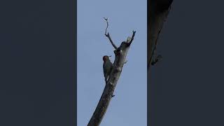 Redbellied Woodpecker calls churr [upl. by Annaili512]