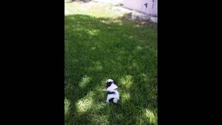 Boomer Berry our Coton de Tulear [upl. by Etiuqal]