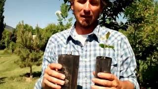 Utah Bur Oak Acorns started in Tree Tubes [upl. by Faunia]