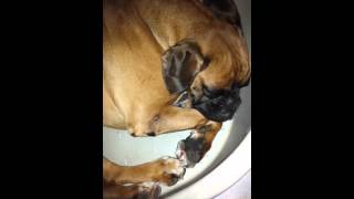 Boxer ronfleur  vidéo chien chien à sa mémère [upl. by Kcirdde52]