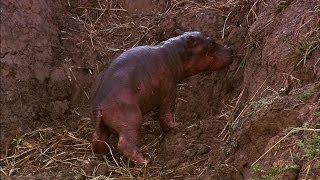 A Newborn Hippo Takes His First Breath [upl. by Lauralee97]