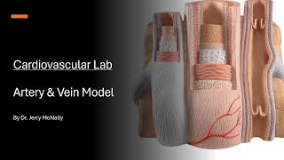 Cardiovascular Lab Artery and Vein Model [upl. by Charity484]