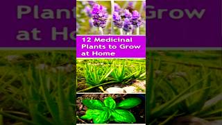 12 Medicinal Plants You Need at Home [upl. by Nevlin803]