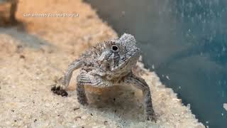 San Antonio Zoo welcomes 71 Texas horned lizard hatchlings [upl. by Tova]