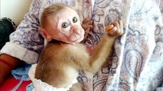 Baby Monkeys Heartwarming Transformation [upl. by Nannaihr]