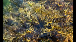 Herb of the Week Bladderwrack [upl. by Crowns220]