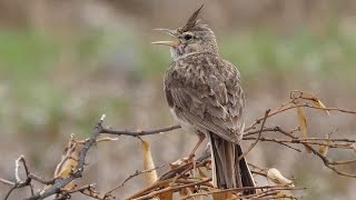 Cappellaccia  Crested Lark Galerida cristata sound [upl. by Baese455]