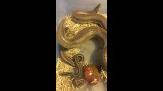 29 Palms Rosy Boa Birth and first breaths 9816 [upl. by Assital]