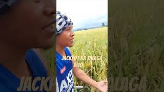 Jackpot hybrid rice 🌾LeadsAgri kafarmers hybrid agriculture rice farmlife farming [upl. by Rabjohn]