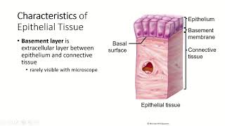 Ch4 Pt2 Tissues Epithelial Tissue Characteristics [upl. by Olegnalehcim292]