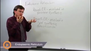 Cell  The Unit of Life  NEET  Endoplasmic Reticulum  Types and Functions  Neela Bakore Tutorial [upl. by Aslin741]