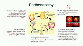 Parthenocarpy  Plant Reproduction  Biology [upl. by Reddin]