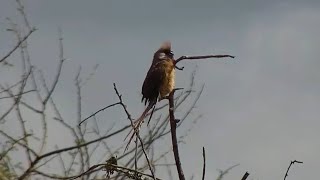 Speckled mousebird Colius striatus at African River Wildlife  mpalaliveorg  exploreorg [upl. by Ardiedak]