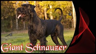 Riesenschnauzer  Der schwarze Ritter [upl. by Turnheim]