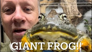 VLOG bumper vlog giant frogs to soaring eagles to rare snakes and more [upl. by Notsirb470]