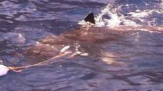 Great White Shark Doc in Guadalupe Island [upl. by Razid]