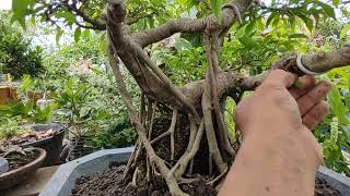 Amazing Bonsai How to maintain your Bonsai [upl. by Nwahsauq833]