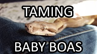 Taming Baby Boas [upl. by Cates]